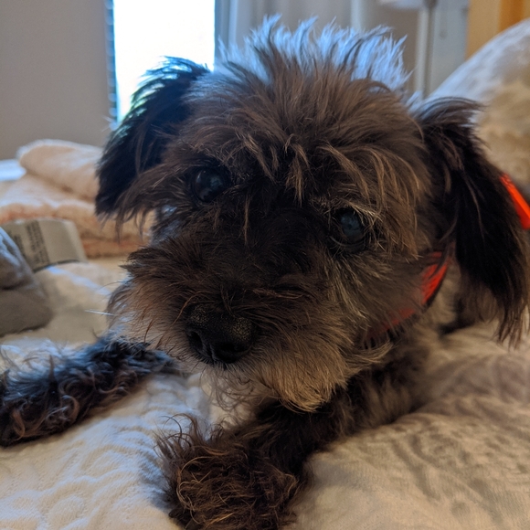 Meet your Posher, Arin - Picture 2 of 2